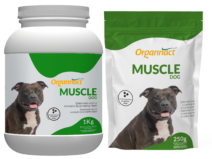 Muscle Dog