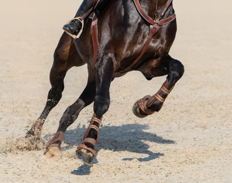 Quais benefícios os nutrientes podem oferecer ao cavalo durante as competições?