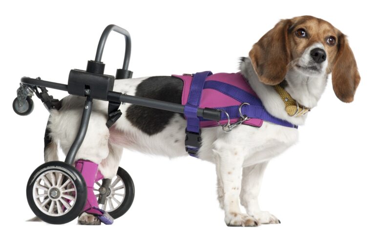 Cuidados com cachorros com deficiência física