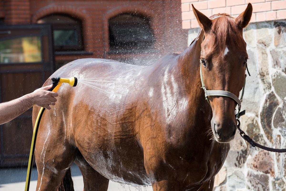 Quando e como devo dar banho no meu cavalo? | Organnact
