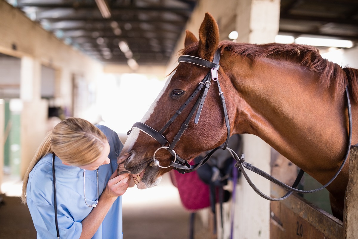 Dente de cavalo: 4 problemas mais comuns - Blog Premix