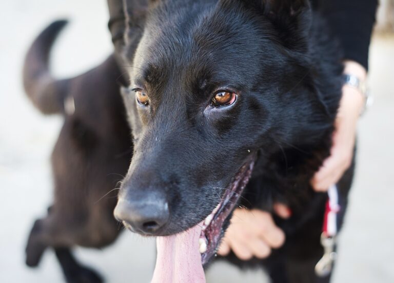 Saúde do cão: Tudo que você precisa saber