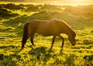 Cuidados especiais com os cavalos durante o verão