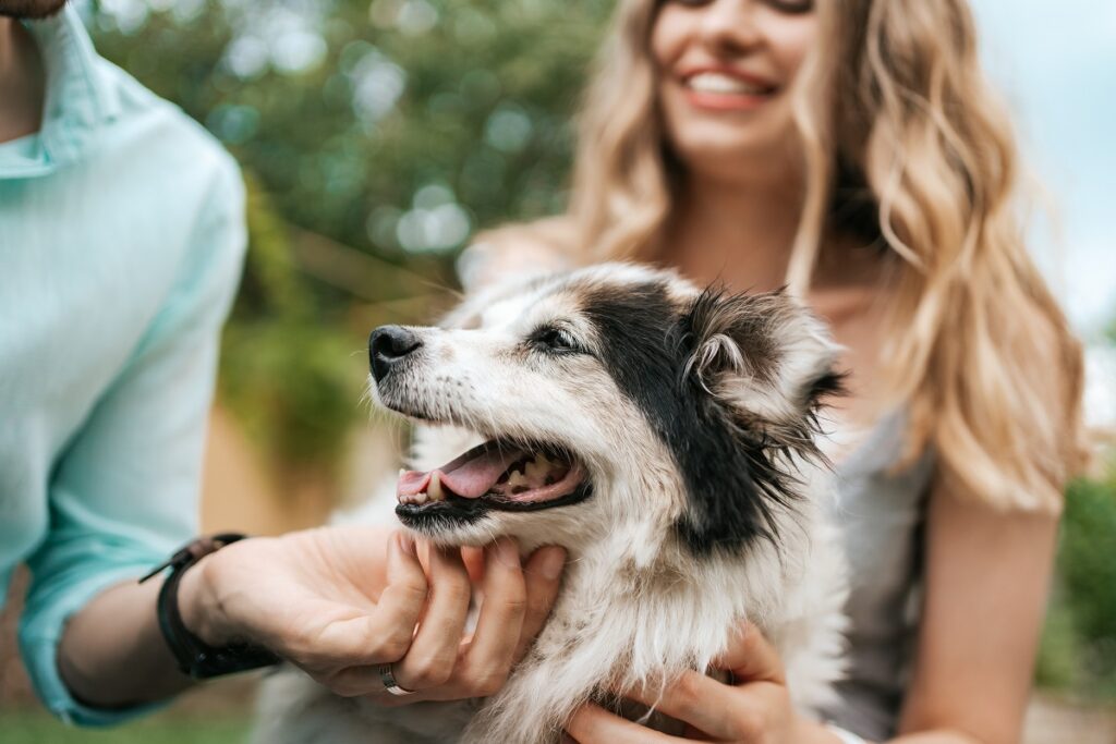 8 dicas essenciais para cuidar de cães idosos com mais saúde e bem-estar