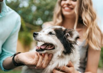 8 dicas essenciais para cuidar de cães idosos com mais saúde e bem-estar