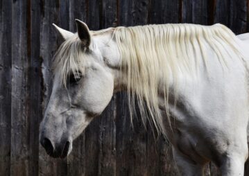Cavalo sente frio? Saiba como descobrir