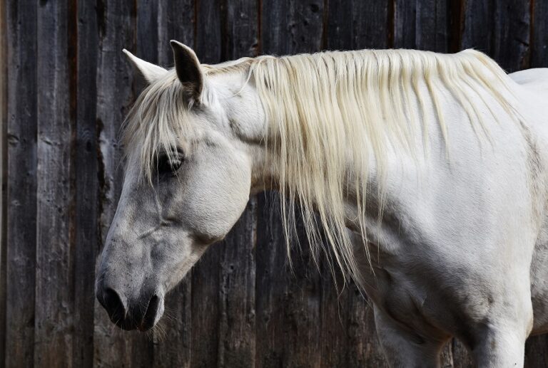Cavalo sente frio? Saiba como descobrir