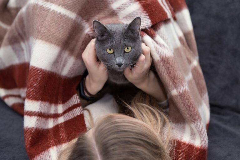 11 cuidados com os pets no inverno
