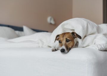 Doenças comuns em cães no inverno
