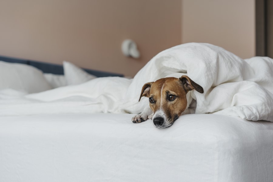 Doenças comuns em cães no inverno