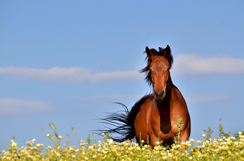 O que mais causa a morte em cavalos? Có-li-cas!, Artigos
