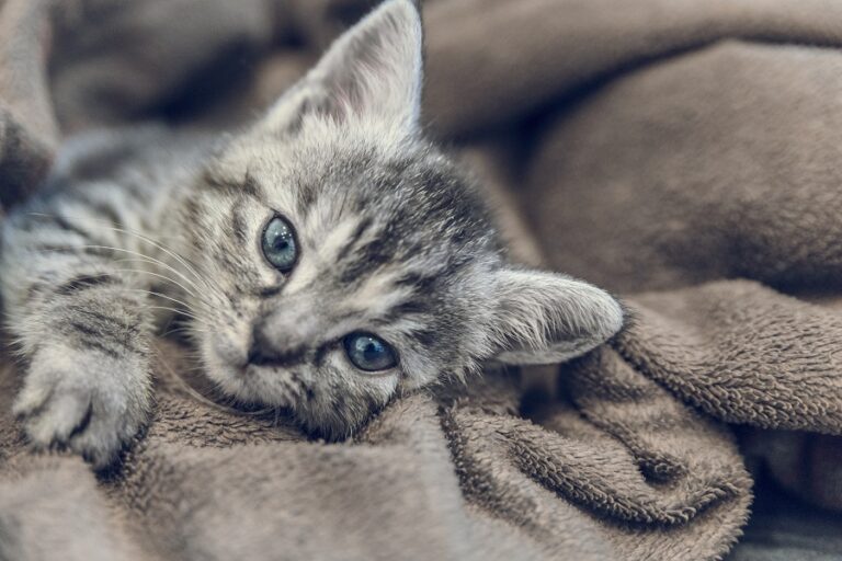 6 doenças comuns em gatos no inverno