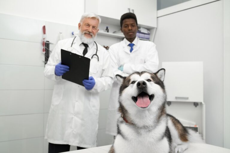 Checklist anual: cuidados veterinários com o seu pet