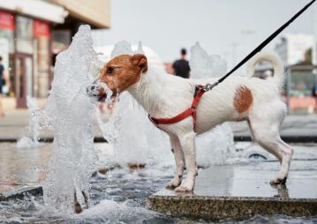 12 cuidados com o seu cachorro no verão