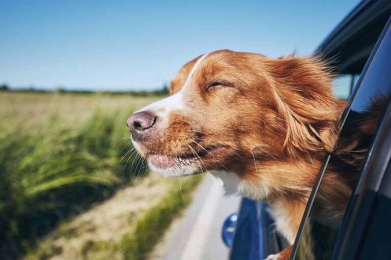 Guia completo de viagem com pets