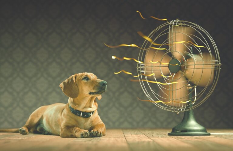 Aprenda a manter o ambiente na temperatura ideal para o seu pet