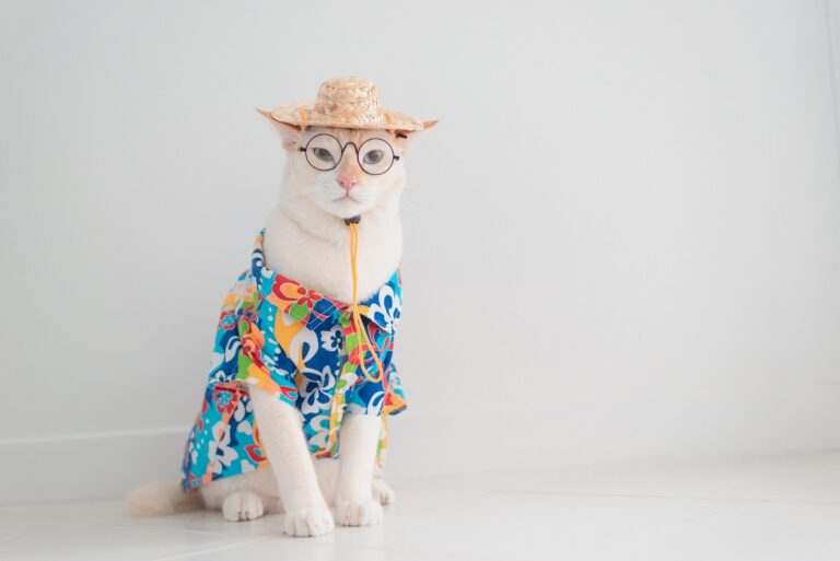 Verão: banho em gato é uma boa ideia?