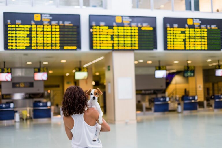 Férias: saiba como levar seu cachorro no avião