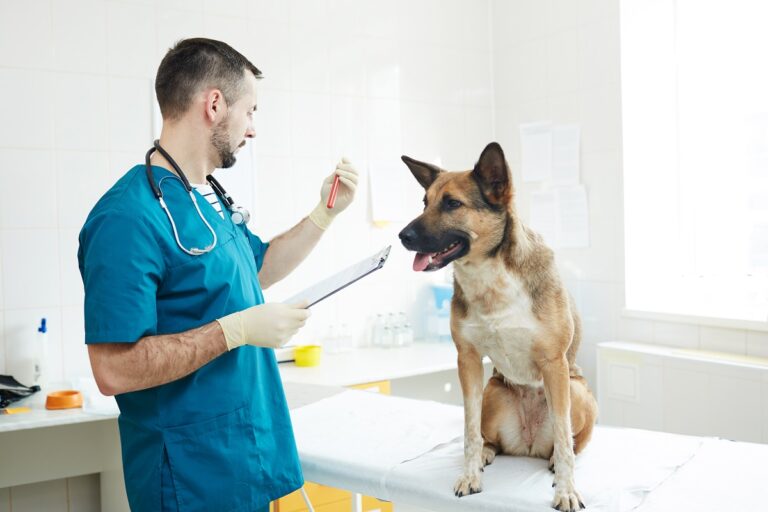 Anemia em cachorro: fique de olho e mantenha seu pet saudável