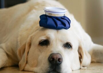 Doença do carrapato em cães: sintomas, tratamento e prevenção