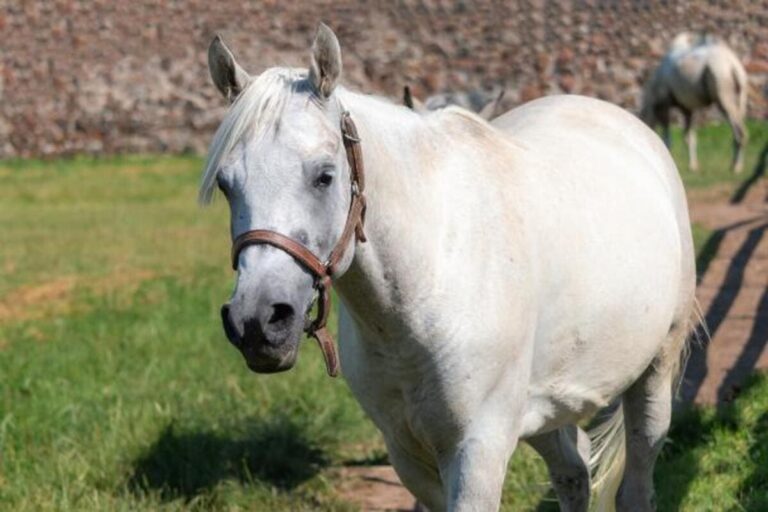 Babesiose equina: você sabe o que é?