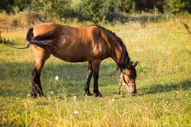 Saiba quais são as melhores pastagens de verão para cavalos