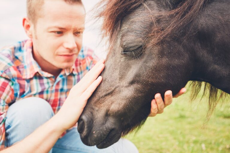 Como prevenir a bicheira em cavalo