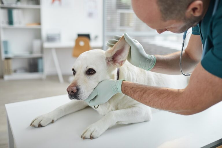 Otite canina: saiba tudo sobre a doença que é frequente no calor