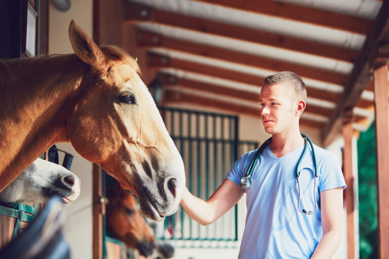 Cólica em cavalos: saiba o que é e como prevenir