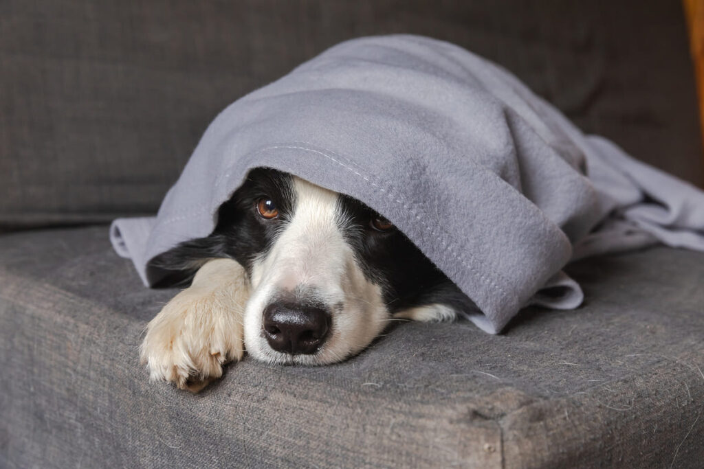 Quais os sintomas e como tratar a gripe canina?