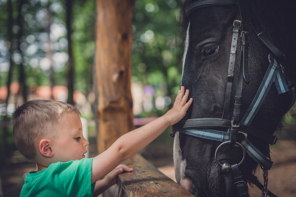 Crianças de escola do Rio encaram cavalo que 'senta e rebola