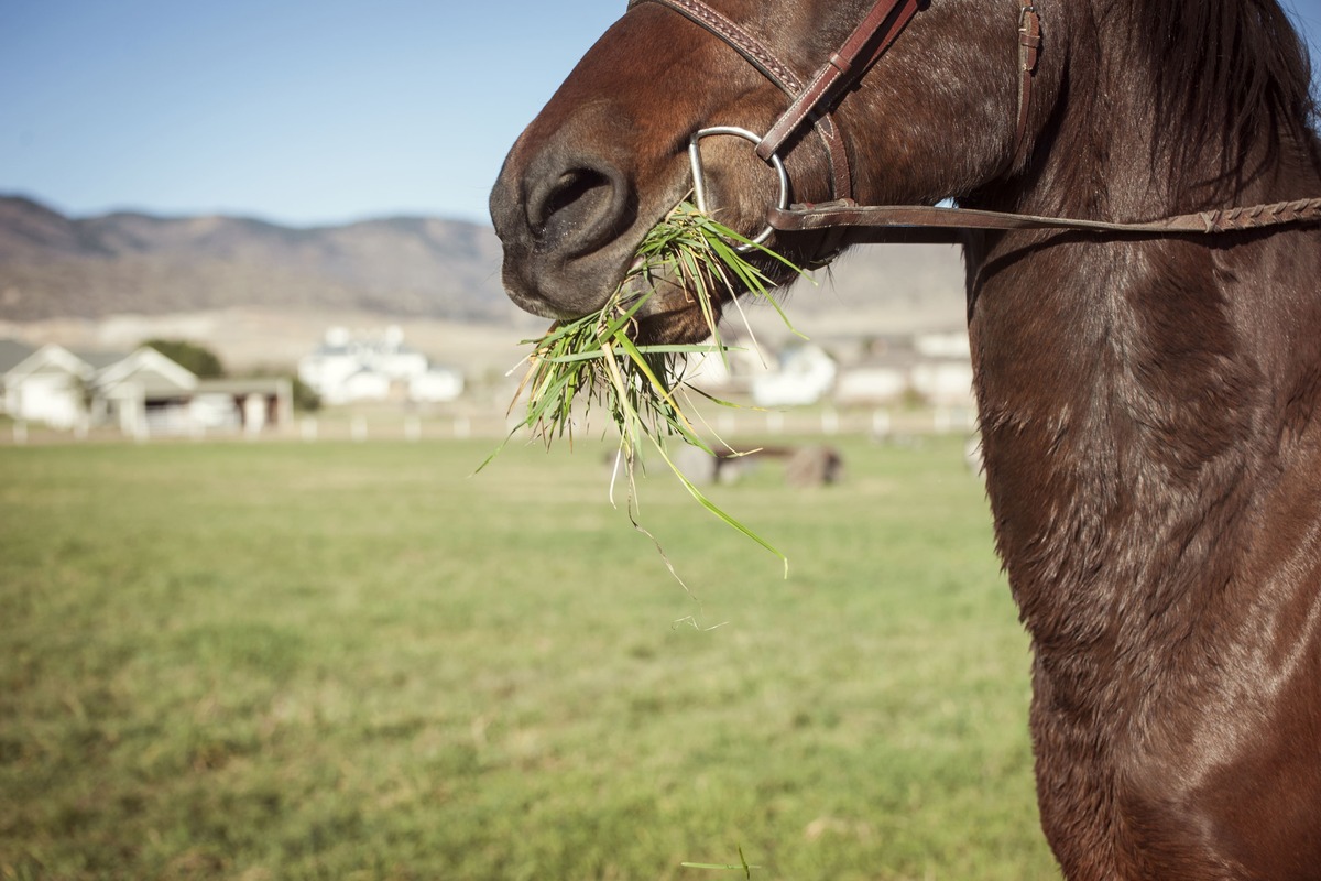 Plantas mais venenosas para os cavalos - CompreRural