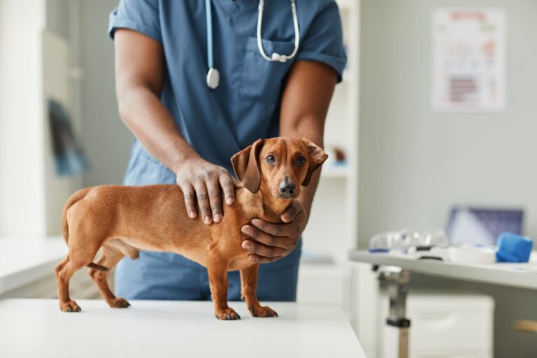 Castração de cachorros e gatos: Tudo que você precisa saber