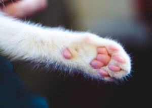 Gatos de três patas, Saúde do gato e cuidados
