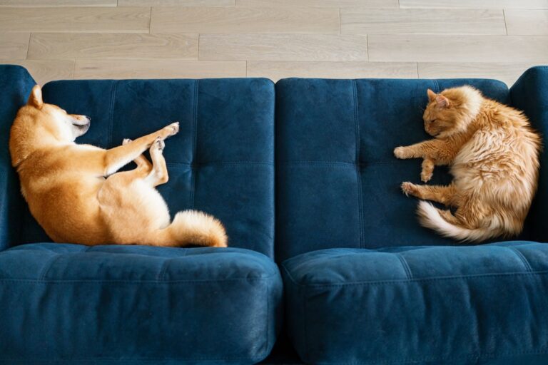 7 DICAS ESSENCIAIS PARA MELHORAR A IMUNIDADE DE CÃES E GATOS