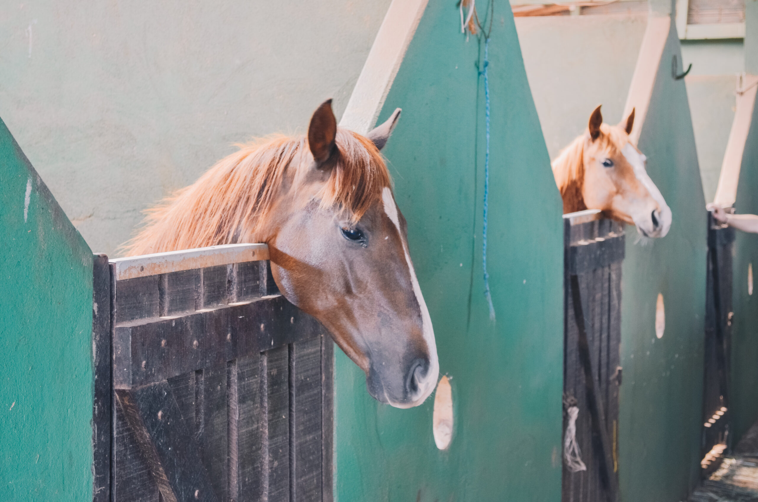 Não registrado: Os melhores cavalos da categoria na história do