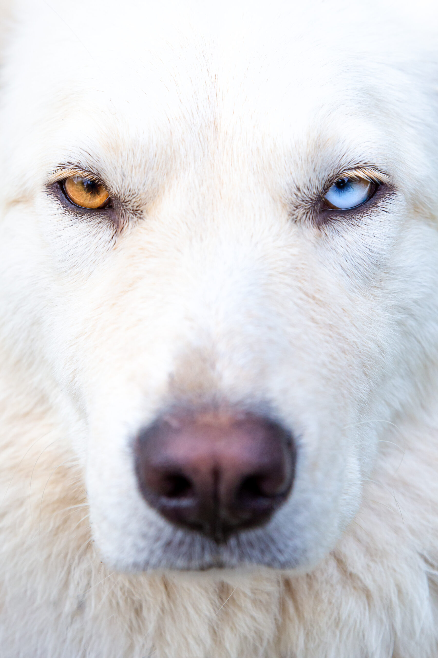 Os animais também podem ser albinos