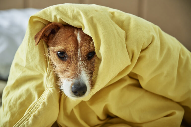 Como cuidar de um cachorro com câncer?