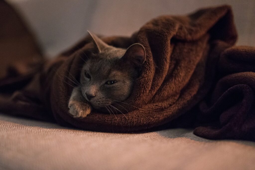Gato preto enrolado em cobertor marrom
