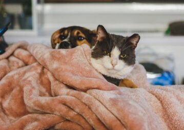 gato tricolor em cima de cobertor