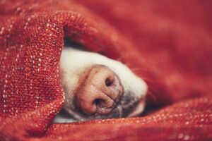 cachorro de pelagem clara enrolado em cobertor vermelho, só com o focinho para fora