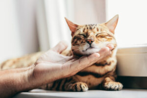 gato de pelagem clara de olhos fechados com o rosto sobre uma mão humana