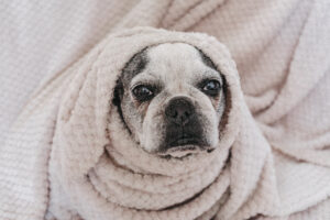 Cachorro enrolado em cobertor.