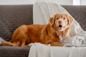 cachorro de pelagem longa e dourada deitado no sofá cinza