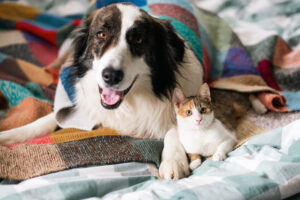 cachorro e gato deitados lado a lado