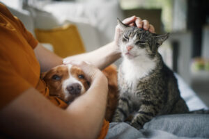 cachorro e gato recebendo carinho