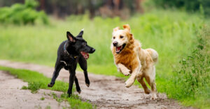 cachorro preto brincando de correr com um cachorro amarelo.