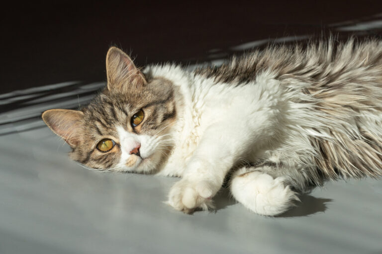 Calor extremo e clima seco também prejudicam a saúde de cães e gatos. Saiba como cuidar do seu pet!
