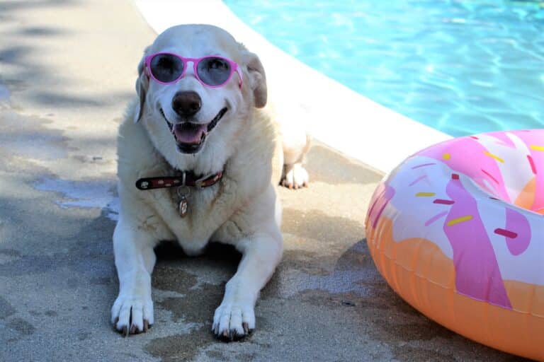 Seu pet está preparado para o verão?