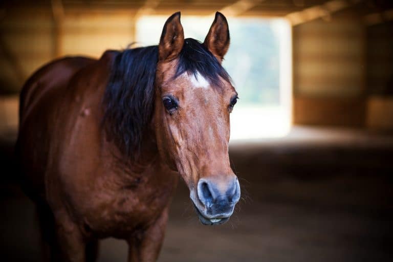 Cavalos idosos e suas particularidades.